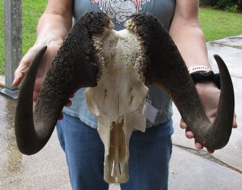 B-Grade, Male, African Black Wildebeest Skull with 16" Horn Spread - $85
