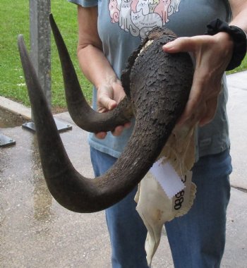 B-Grade, Male, African Black Wildebeest Skull with 16" Horn Spread - $85