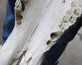 B-Grade, Male, African Black Wildebeest Skull with 19" Horn Spread - $85