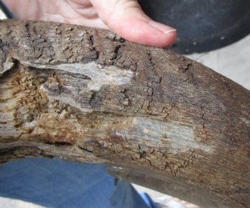 B-Grade, Male, African Black Wildebeest Skull with 19" Horn Spread - $85