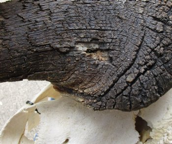 B-Grade, Male, African Black Wildebeest Skull with 19" Horn Spread - $85