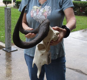 B-Grade, Female, African Black Wildebeest Skull with 15" Horn Spread - $85