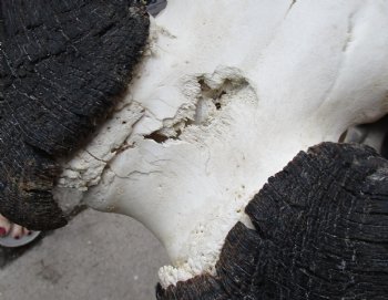 B-Grade, Female, African Black Wildebeest Skull with 15" Horn Spread - $85