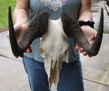 B-Grade, Female, African Black Wildebeest Skull with 14" Horn Spread - $85