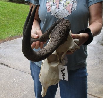 B-Grade, Female, African Black Wildebeest Skull with 14" Horn Spread - $85
