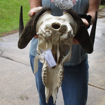 B-Grade, Female, African Black Wildebeest Skull with 14" Horn Spread - $85