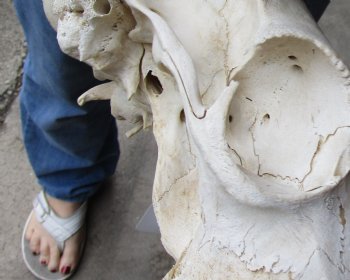 B-Grade, Female, African Black Wildebeest Skull with 14" Horn Spread - $85