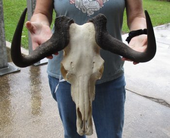 B-Grade, Female, African Black Wildebeest Skull with 17" Horn Spread - $85