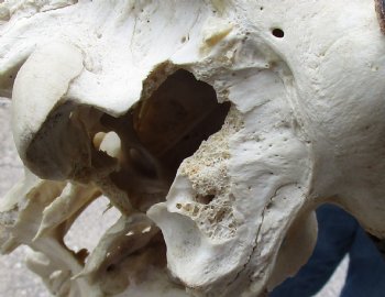 B-Grade, Female, African Black Wildebeest Skull with 17" Horn Spread - $85