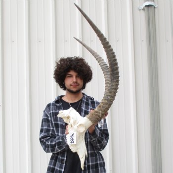 African Sable Skull with 34" & 35" Horns - $550 (Adult Signature Required)