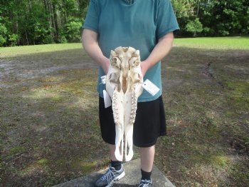 African Sable Skull (NO Horns) - $100