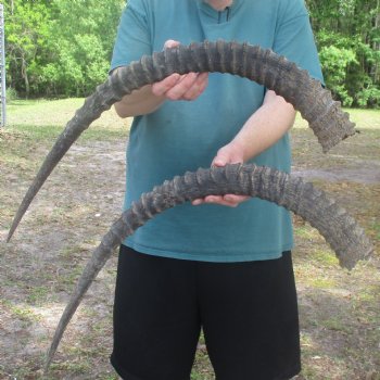 35" & 36" Matching Pair of African Sable Horns - $500 (Adult Signature Required)