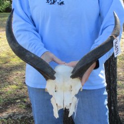 17" to 18" Kudu Skull Plate - $40