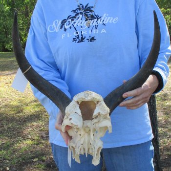 17" to 18" Kudu Skull Plate - $40