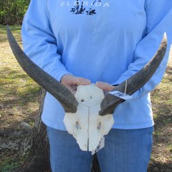 13" to 14" Kudu Skull Plate - $40