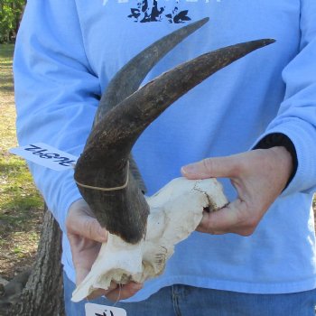 13" to 14" Kudu Skull Plate - $40