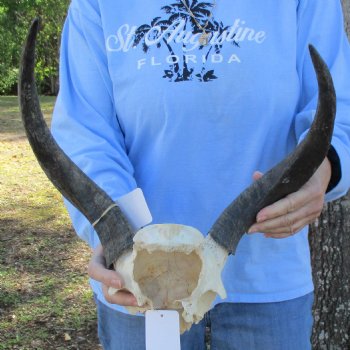 15" to 16" Kudu Skull Plate - $40