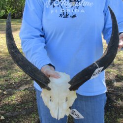19" to 20" Kudu Skull Plate - $40