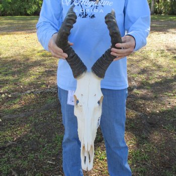21" Horns on 15-1/2" Red Hartebeest Skull - $110