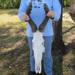 20" Horns on 18" Male Red Hartebeest Skull - $110