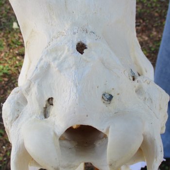 20" Horns on 18" Male Red Hartebeest Skull - $110