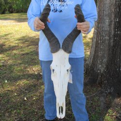 19" Horns on 17" Red Hartebeest Skull - $90