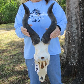 19" Horns on 17" Red Hartebeest Skull - $90