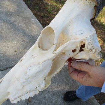 21" Horns on 17" Red Hartebeest Skull - $90