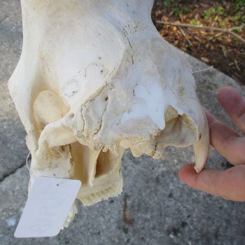 21" Horns on 17" Red Hartebeest Skull - $90