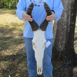18" Horns on 19" Red Hartebeest Skull - $110