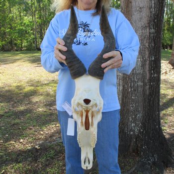 18" Horns on 19" Red Hartebeest Skull - $110