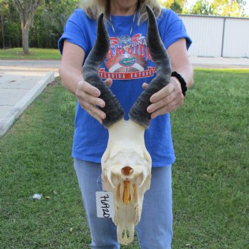 17" Horns on 16" Red Hartebeest Skull - $110