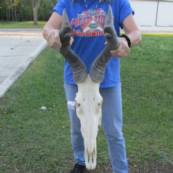 18" Horns on 18" Red Hartebeest Skull - $110