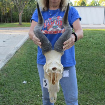 18" Horns on 18" Red Hartebeest Skull - $110