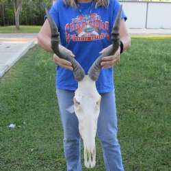 18" Horns on 17" Red Hartebeest Skull - $110