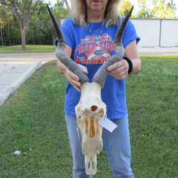 18" Horns on 17" Red Hartebeest Skull - $110