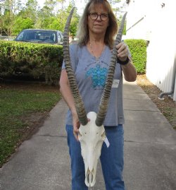 Authentic Female Sable Skull with 32" Horns For Sale for $210