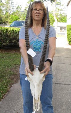 B-Grade Female Sable Skull with 29 inch Horns -  Buy Now for $180
