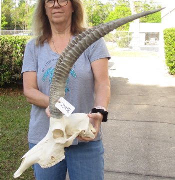 Authentic Female Sable Skull with 27" Horns - $210