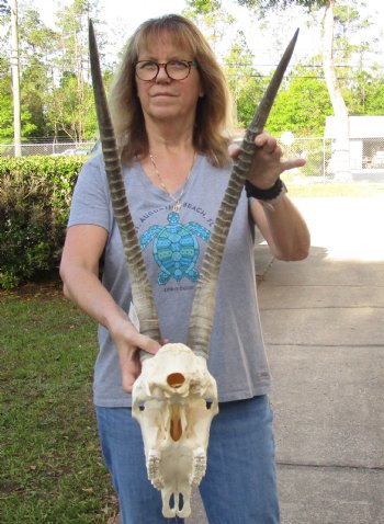 Authentic Female Sable Skull with 27" Horns - $210