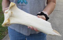 15 inch Giraffe Tibia Leg Bone piece for sale $25