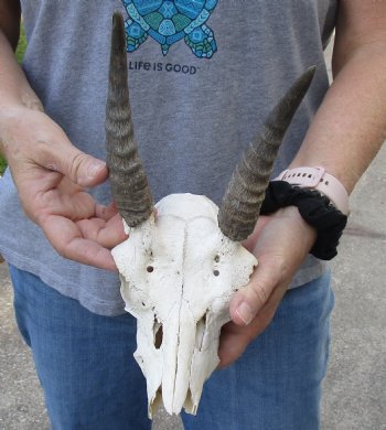 B-Grade Mountain Reedbuck skull with 5 inch horns for sale $45