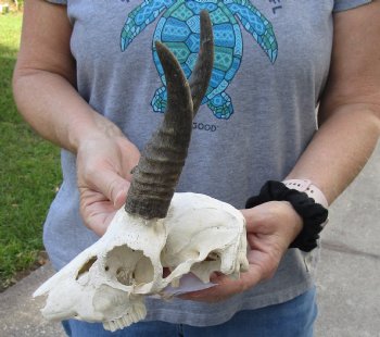 B-Grade Mountain Reedbuck skull with 5 inch horns for sale $45