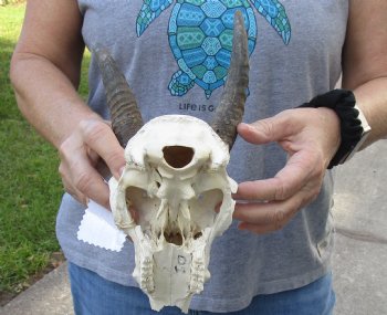 B-Grade Mountain Reedbuck skull with 5 inch horns for sale $45