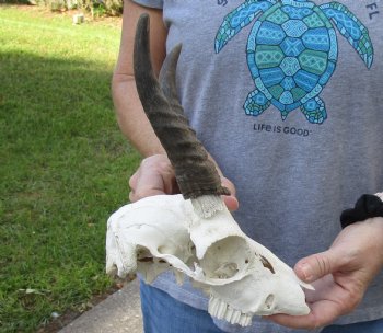 B-Grade Mountain Reedbuck skull with 5 inch horns for sale $45