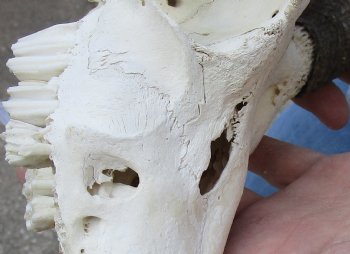 B-Grade Mountain Reedbuck skull with 5 inch horns for sale $45