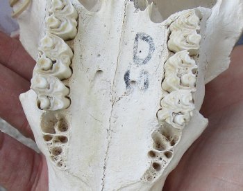 B-Grade Mountain Reedbuck skull with 5 inch horns for sale $45