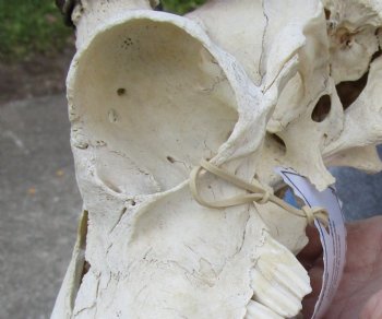 B-Grade Mountain Reedbuck skull with 5 inch horns for sale $45