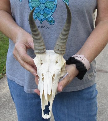 B-Grade Mountain Reedbuck skull with 7 inch horns for sale $50