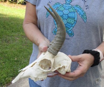 B-Grade Mountain Reedbuck skull with 7 inch horns for sale $50